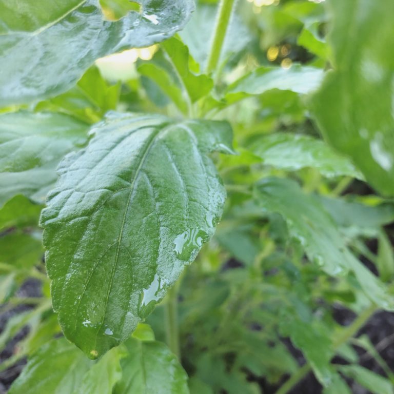 Adaptogens for Stress