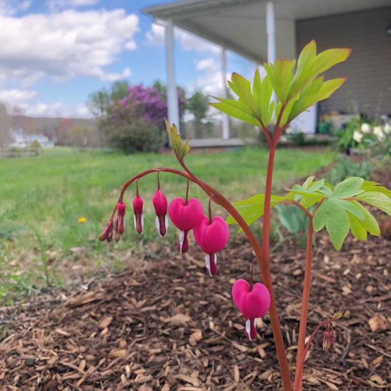 Clearing Out the Weeds