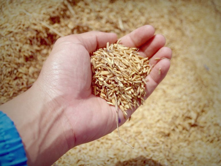 What’s the deal with GMOs?