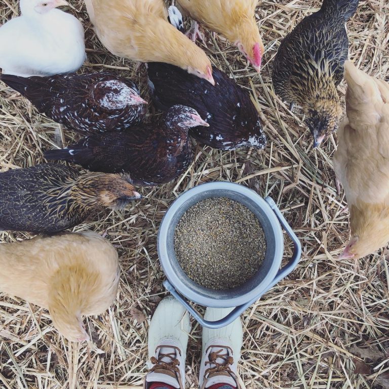 10 Tips for Keeping Chickens in the Winter