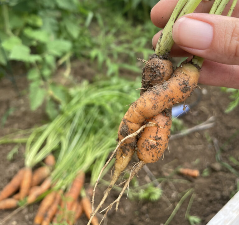 Reduce Your Pesticide Levels by Going Organic