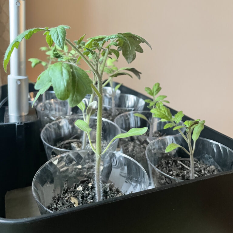 Eggshells for the garden