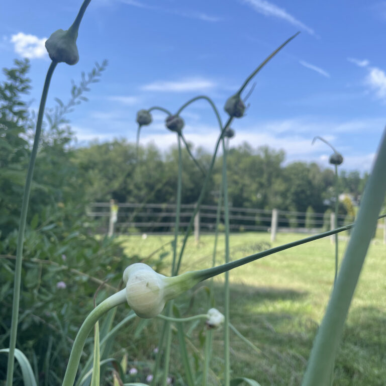 The Benefits of Garlic