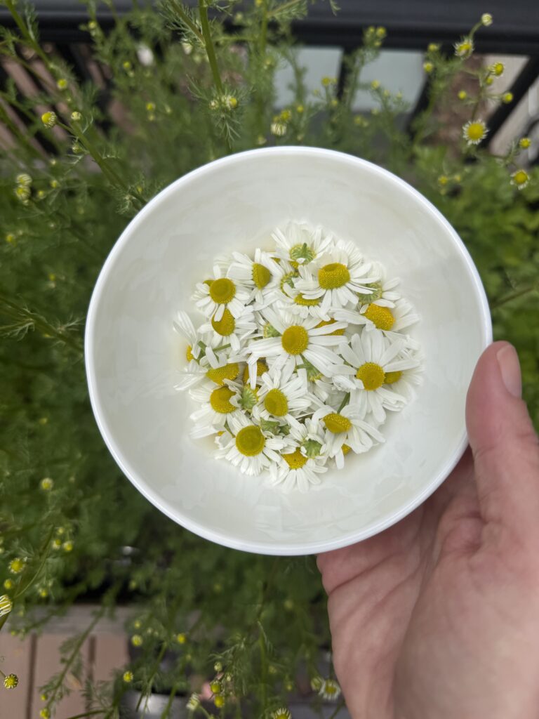 Calming Chamomile