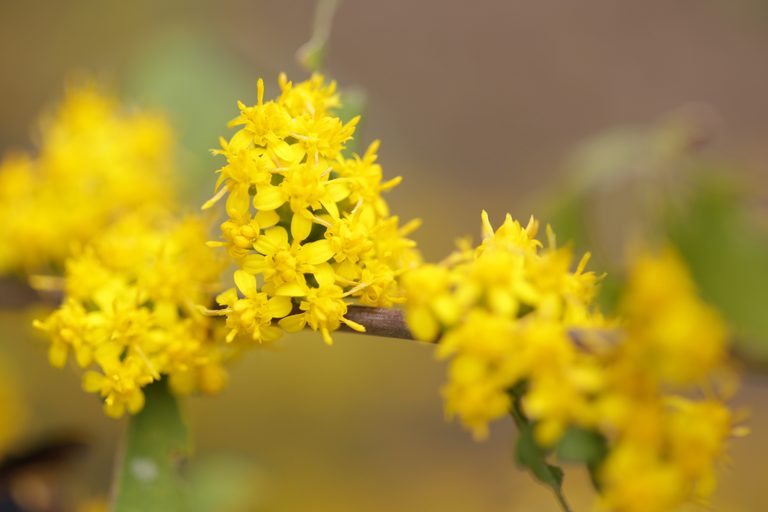Glorious Goldenrod